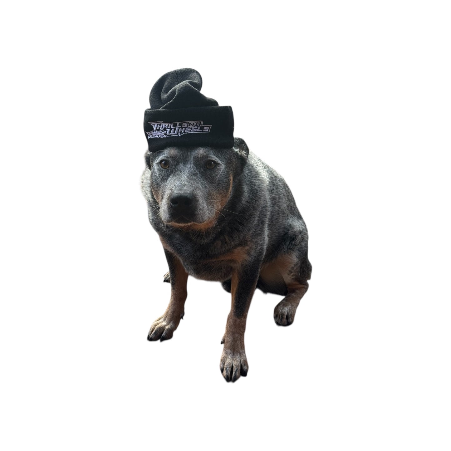 Black Thrills on Wheels beanie being worn by dog
