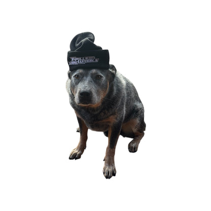 Black Thrills on Wheels beanie being worn by dog